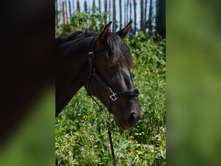 Andalusiër Hengst 4 Jaar 165 cm Zwart in Krumbach