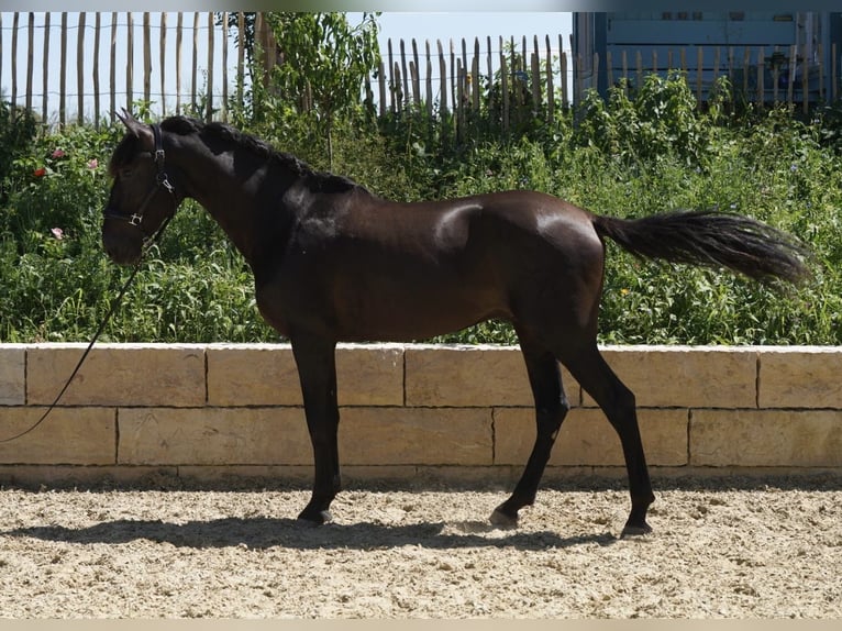 Andalusiër Hengst 4 Jaar 165 cm Zwart in Krumbach