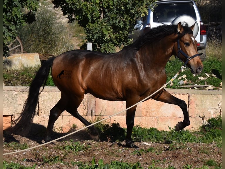 Andalusiër Hengst 4 Jaar 166 cm Falbe in Mallorca