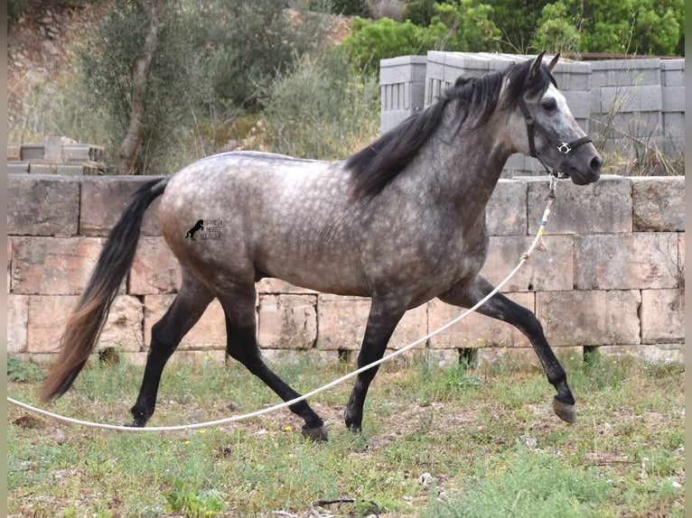 Andalusiër Hengst 4 Jaar 167 cm Falbe in Mallorca