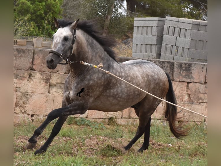 Andalusiër Hengst 4 Jaar 167 cm Falbe in Mallorca