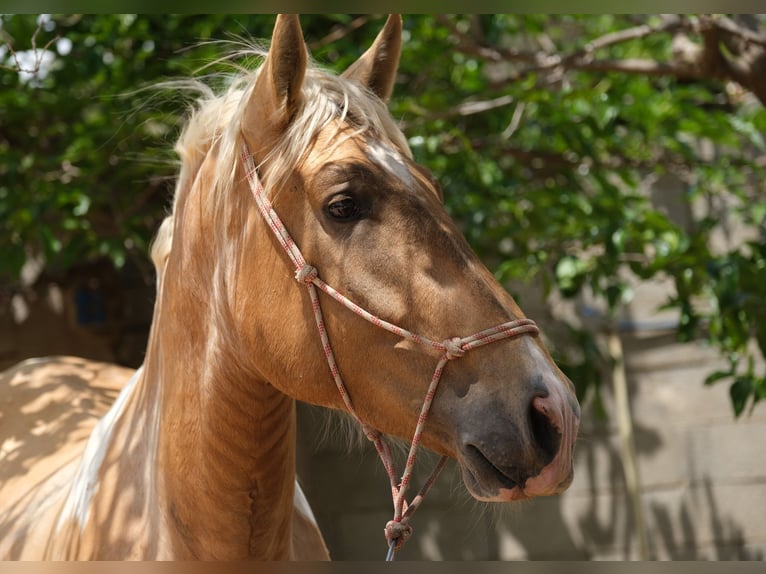 Andalusiër Hengst 4 Jaar 168 cm Gevlekt-paard in Hamburg