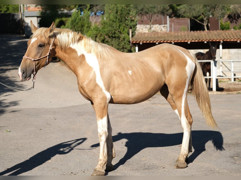 Andalusiër Hengst 4 Jaar 168 cm Gevlekt-paard in Hamburg