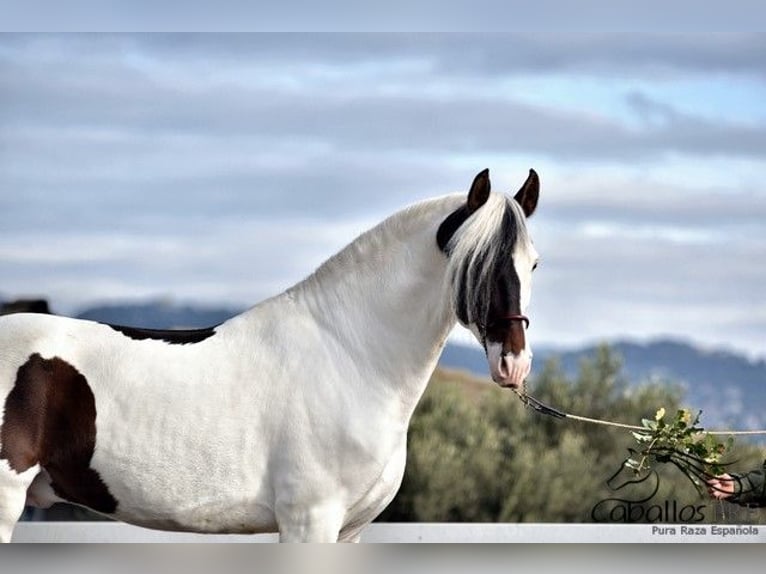 Andalusiër Hengst 4 Jaar 168 cm Gevlekt-paard in Barcelona