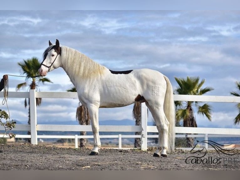 Andalusiër Hengst 4 Jaar 168 cm Gevlekt-paard in Barcelona