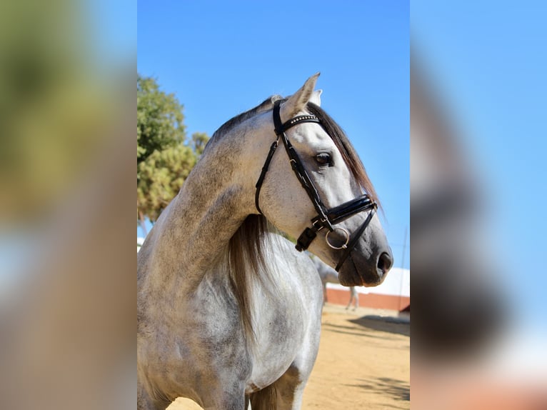 Andalusiër Hengst 4 Jaar 168 cm Schimmel in Sevilla