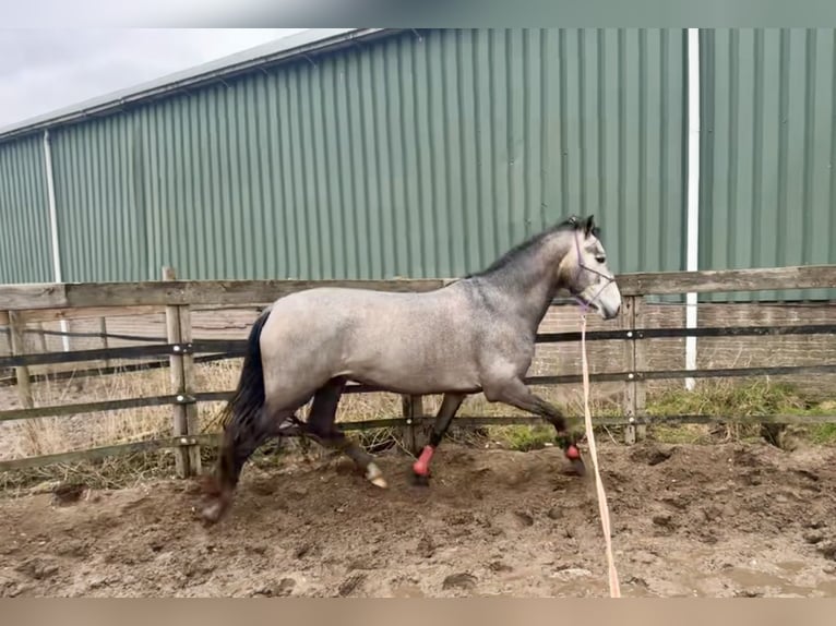 Andalusier Hengst 4 Jahre 148 cm Schimmel in Barneveld