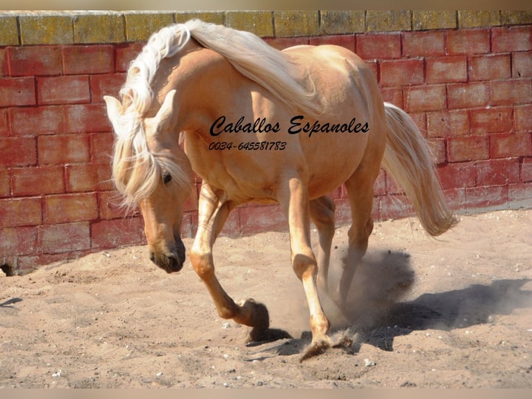 Andalusier Hengst 4 Jahre 149 cm Palomino in Vejer de la Frontera