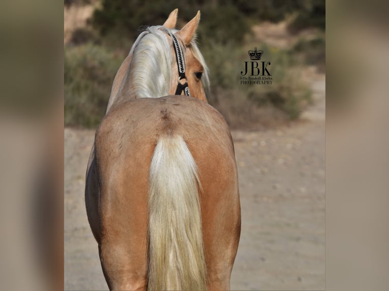 Andalusier Hengst 4 Jahre 150 cm Palomino in Tabernas Almeria