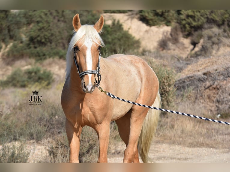 Andalusier Hengst 4 Jahre 150 cm Palomino in Tabernas Almeria