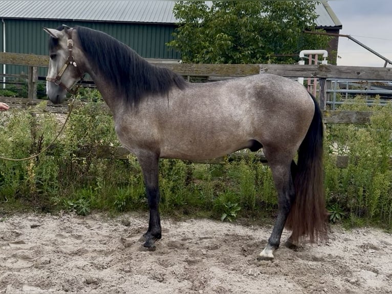 Andalusier Hengst 4 Jahre 150 cm Schimmel in Barneveld