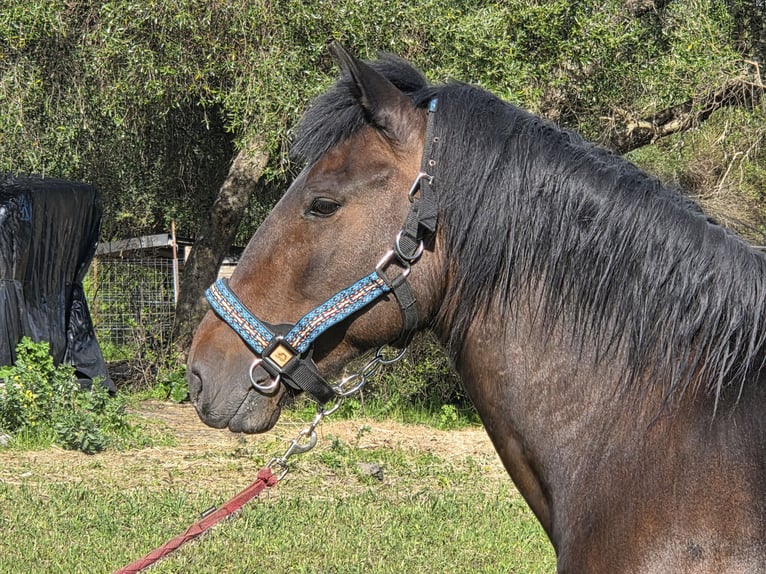 Andalusier Hengst 4 Jahre 151 cm Brauner in Vejer de la Frontera