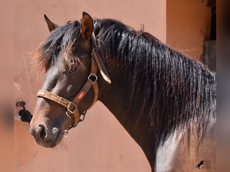 Andalusier Hengst 4 Jahre 154 cm Brauner in Mallorca