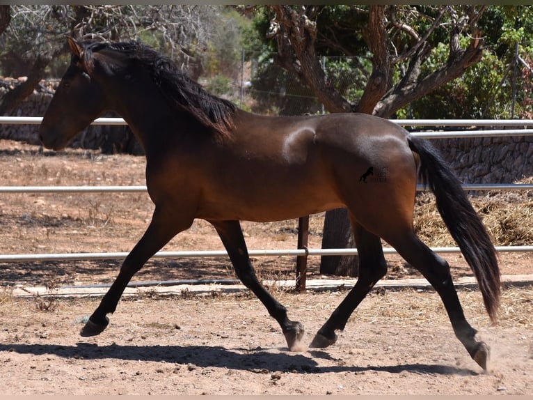 Andalusier Hengst 4 Jahre 154 cm Brauner in Mallorca