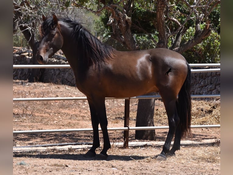 Andalusier Hengst 4 Jahre 154 cm Brauner in Mallorca