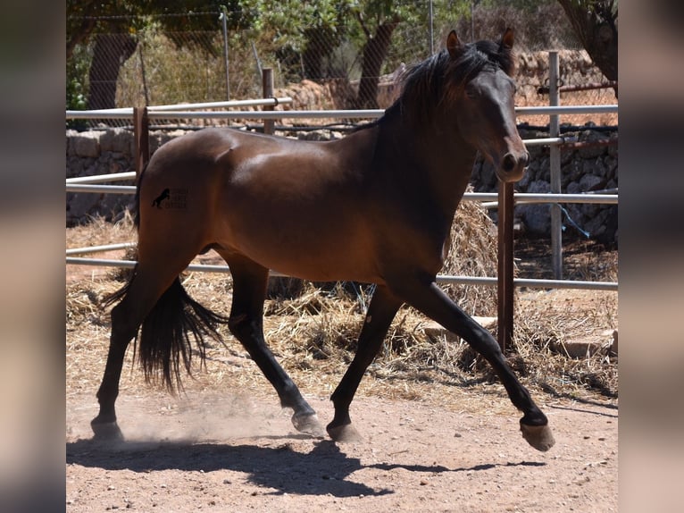 Andalusier Hengst 4 Jahre 154 cm Brauner in Mallorca