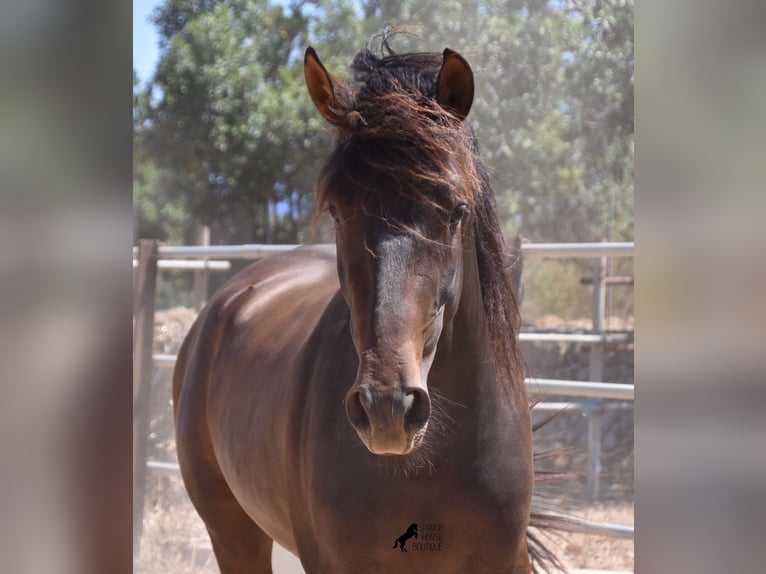 Andalusier Hengst 4 Jahre 154 cm Brauner in Mallorca