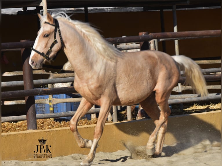 Andalusier Mix Hengst 4 Jahre 154 cm Palomino in Tabernas Almeria
