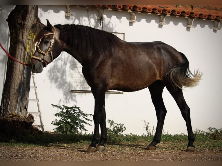 Andalusier Hengst 4 Jahre 155 cm Blauschimmel in Valencia