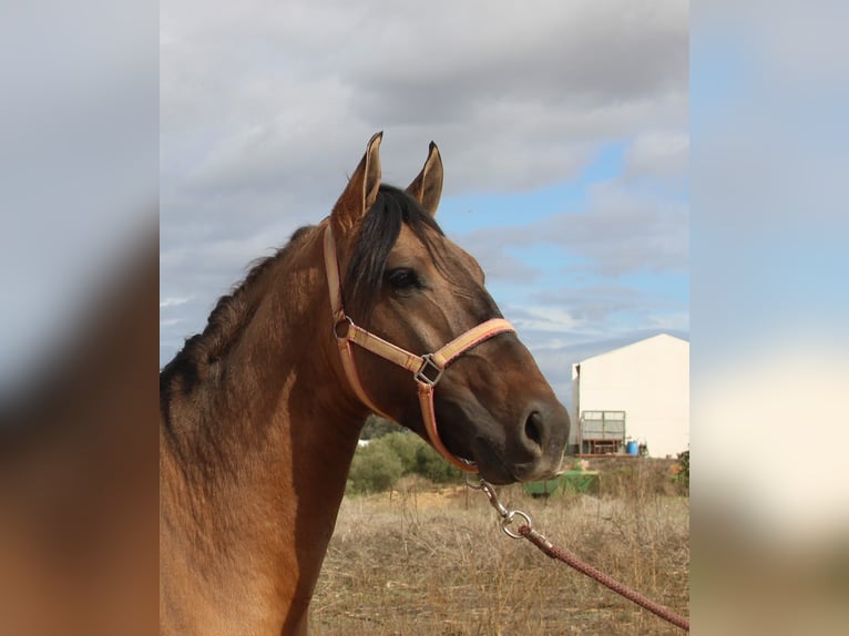 Andalusier Hengst 4 Jahre 155 cm Falbe in Vejer de la Frontera
