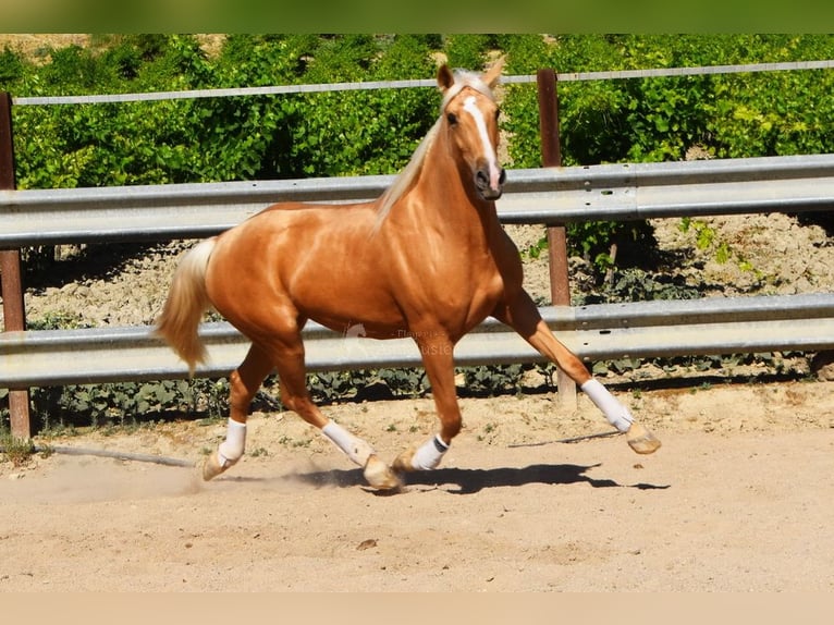 Andalusier Hengst 4 Jahre 155 cm Palomino in Provinz Cordoba