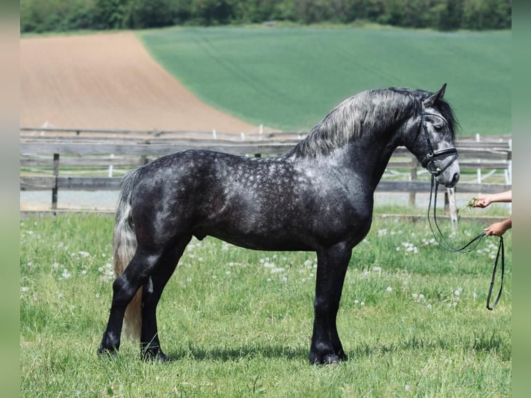 Andalusier Hengst 4 Jahre 155 cm Schimmel in Rechnitz