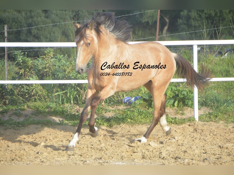 Andalusier Hengst 4 Jahre 156 cm Falbe in Vejer de la Frontera