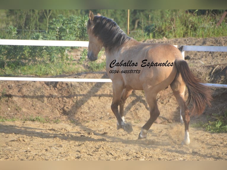 Andalusier Hengst 4 Jahre 156 cm Falbe in Vejer de la Frontera