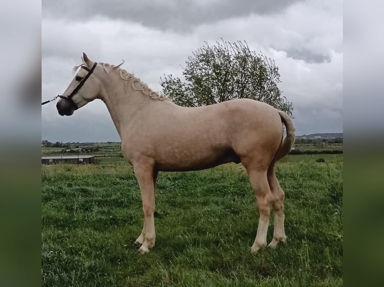 Andalusier Hengst 4 Jahre 157 cm Palomino in Caceres