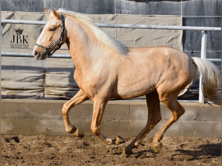 Andalusier Mix Hengst 4 Jahre 157 cm Palomino in Tabernas Almeria