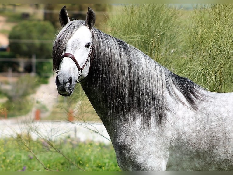 Andalusier Hengst 4 Jahre 157 cm Schimmel in Cordoba