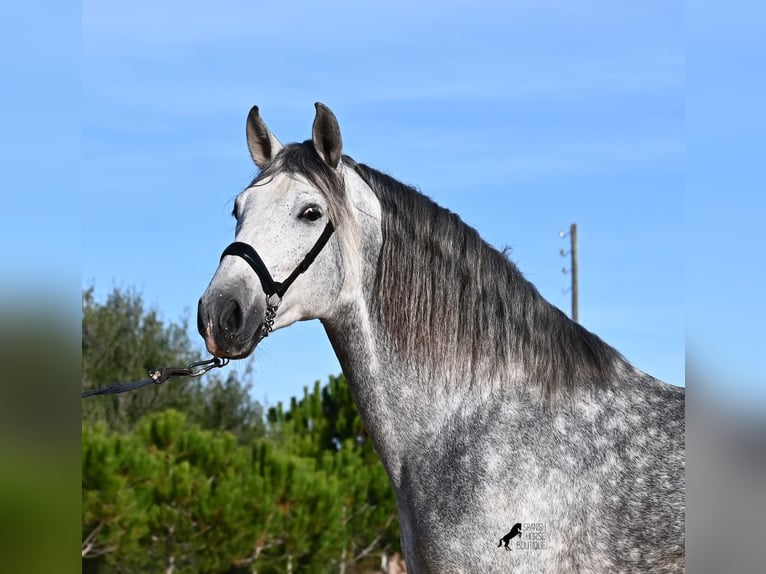 Andalusier Hengst 4 Jahre 157 cm Schimmel in Menorca