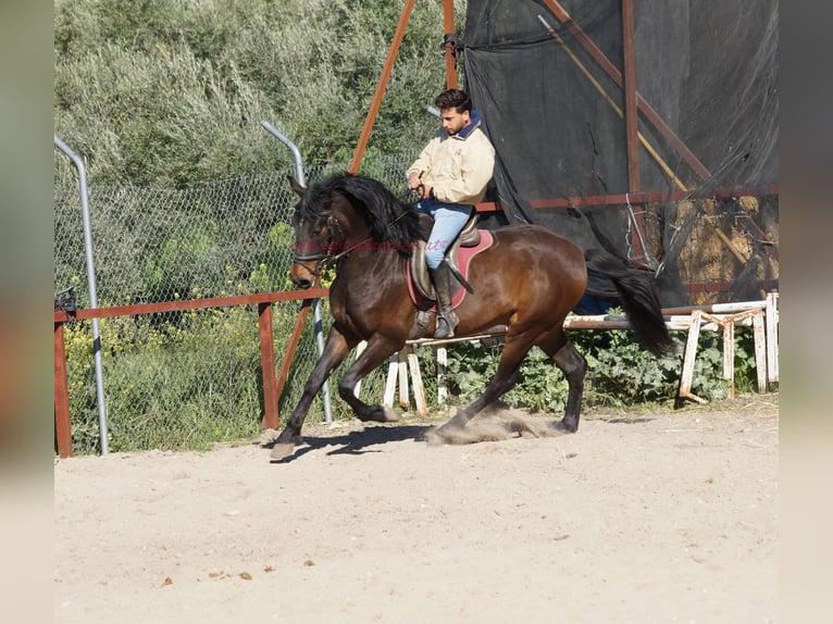 Andalusier Hengst 4 Jahre 158 cm Brauner in Pruna