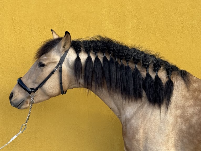 Andalusier Hengst 4 Jahre 158 cm Buckskin in Valderrubio