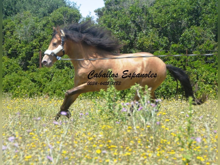 Andalusier Hengst 4 Jahre 158 cm Champagne in Vejer de la Frontera