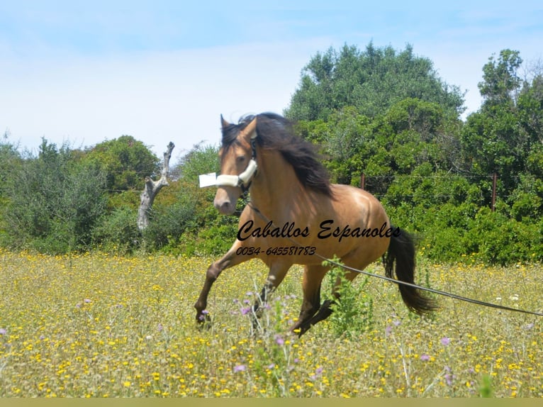 Andalusier Hengst 4 Jahre 158 cm Champagne in Vejer de la Frontera