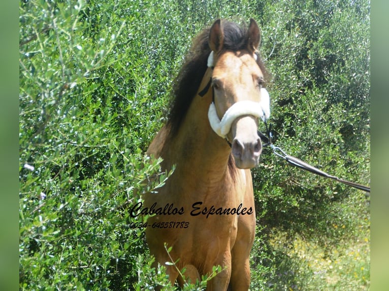 Andalusier Hengst 4 Jahre 158 cm Champagne in Vejer de la Frontera