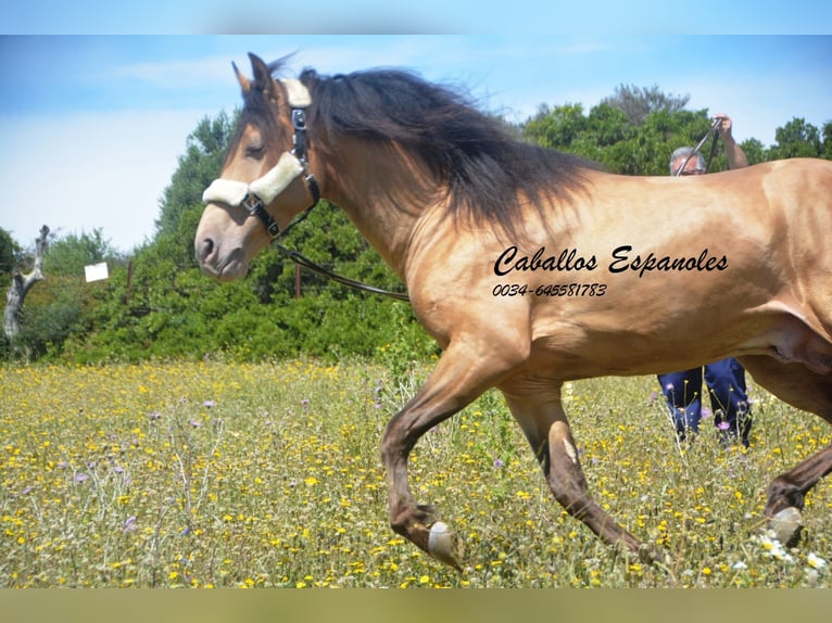 Andalusier Hengst 4 Jahre 158 cm Champagne in Vejer de la Frontera