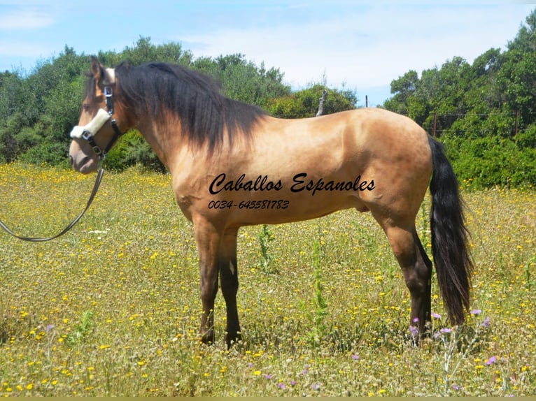 Andalusier Hengst 4 Jahre 158 cm Champagne in Vejer de la Frontera