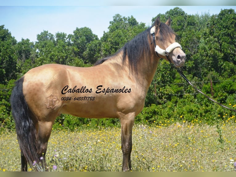Andalusier Hengst 4 Jahre 158 cm Champagne in Vejer de la Frontera