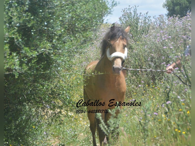 Andalusier Hengst 4 Jahre 158 cm Champagne in Vejer de la Frontera