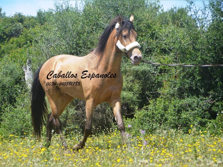 Andalusier Hengst 4 Jahre 158 cm Champagne in Vejer de la Frontera