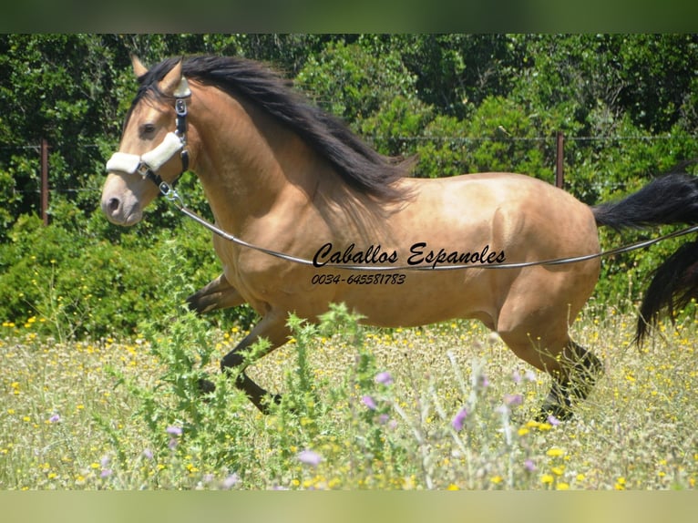 Andalusier Hengst 4 Jahre 158 cm Champagne in Vejer de la Frontera