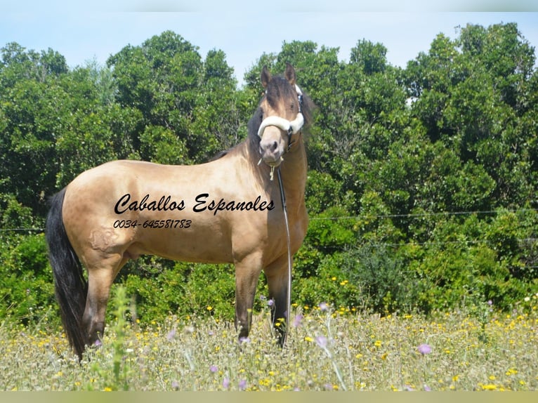 Andalusier Hengst 4 Jahre 158 cm Champagne in Vejer de la Frontera