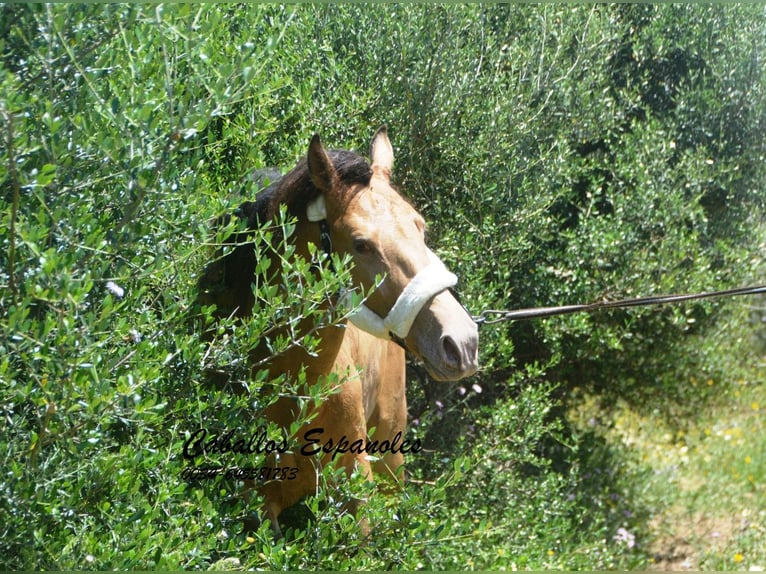 Andalusier Hengst 4 Jahre 158 cm Champagne in Vejer de la Frontera