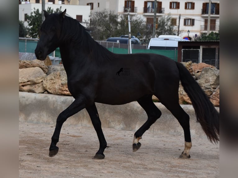 Andalusier Hengst 4 Jahre 159 cm in Mallorca