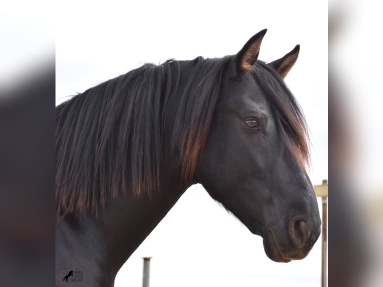 Andalusier Hengst 4 Jahre 159 cm in Mallorca