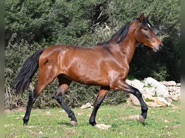 Andalusier Hengst 4 Jahre 160 cm Brauner in Menorca