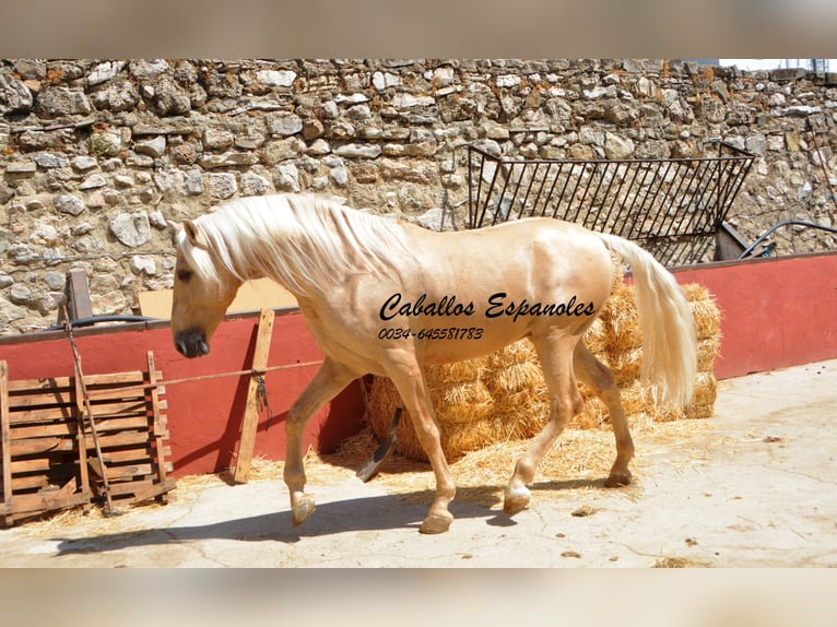 Andalusier Hengst 4 Jahre 160 cm Palomino in Vejer de la Frontera