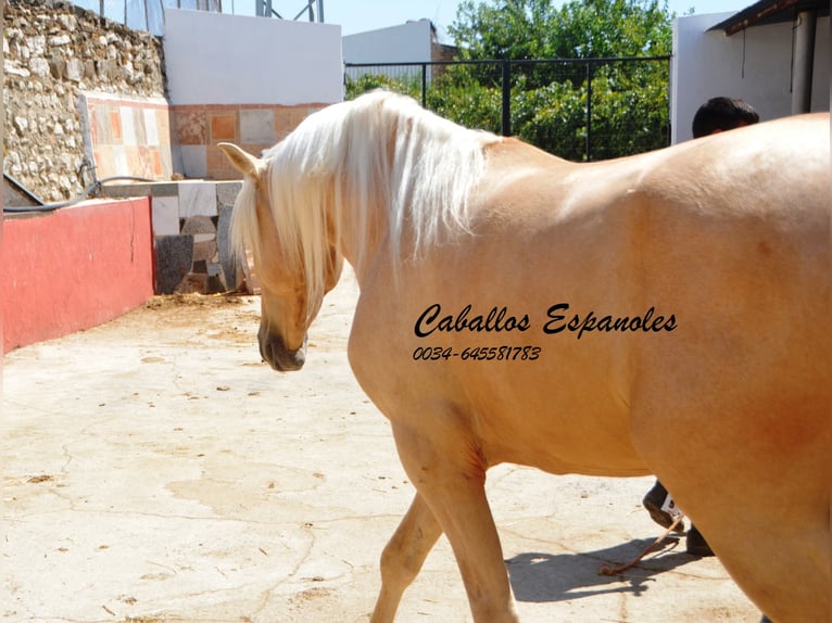 Andalusier Hengst 4 Jahre 160 cm Palomino in Vejer de la Frontera